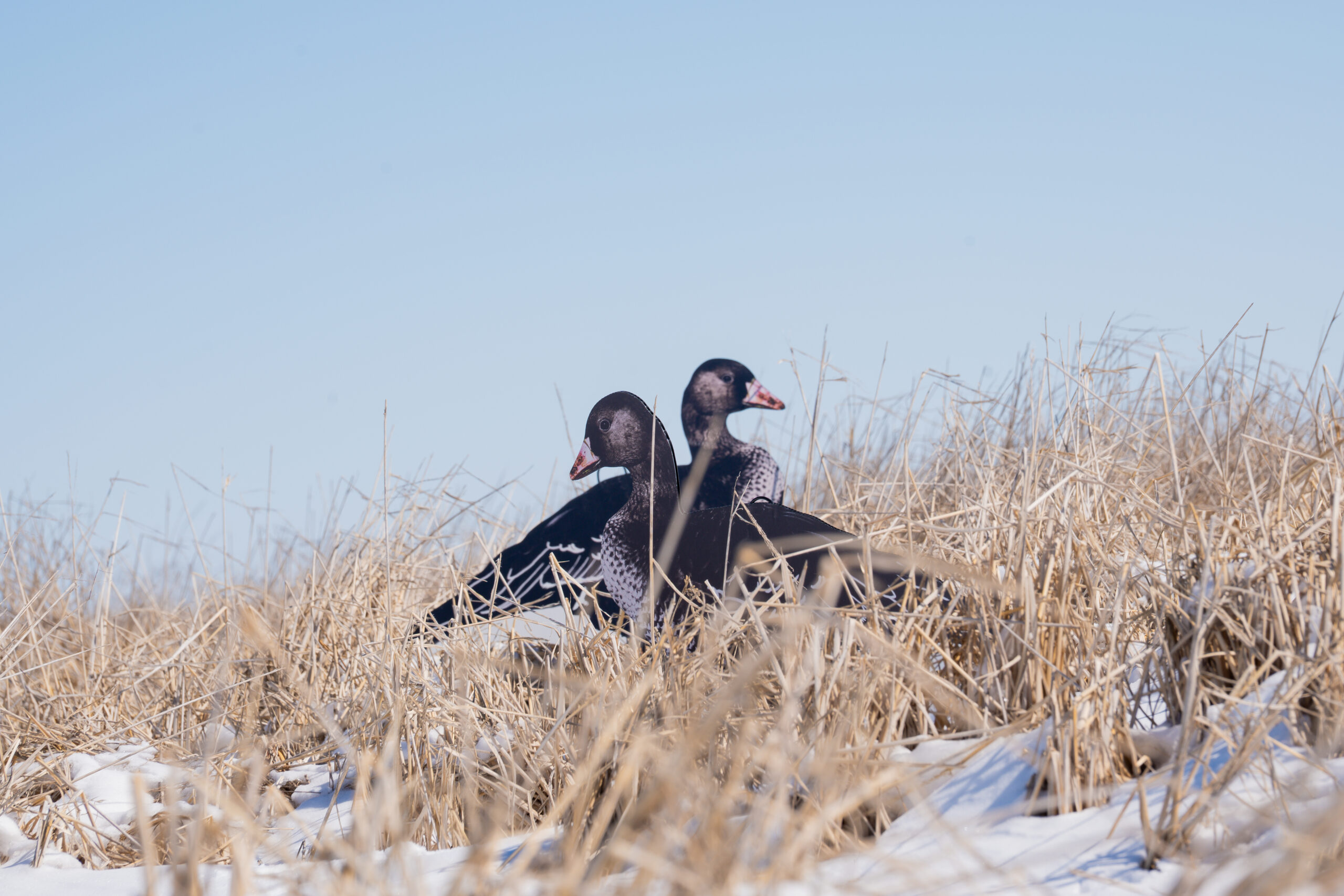 Speck Silhouettes - Image 2