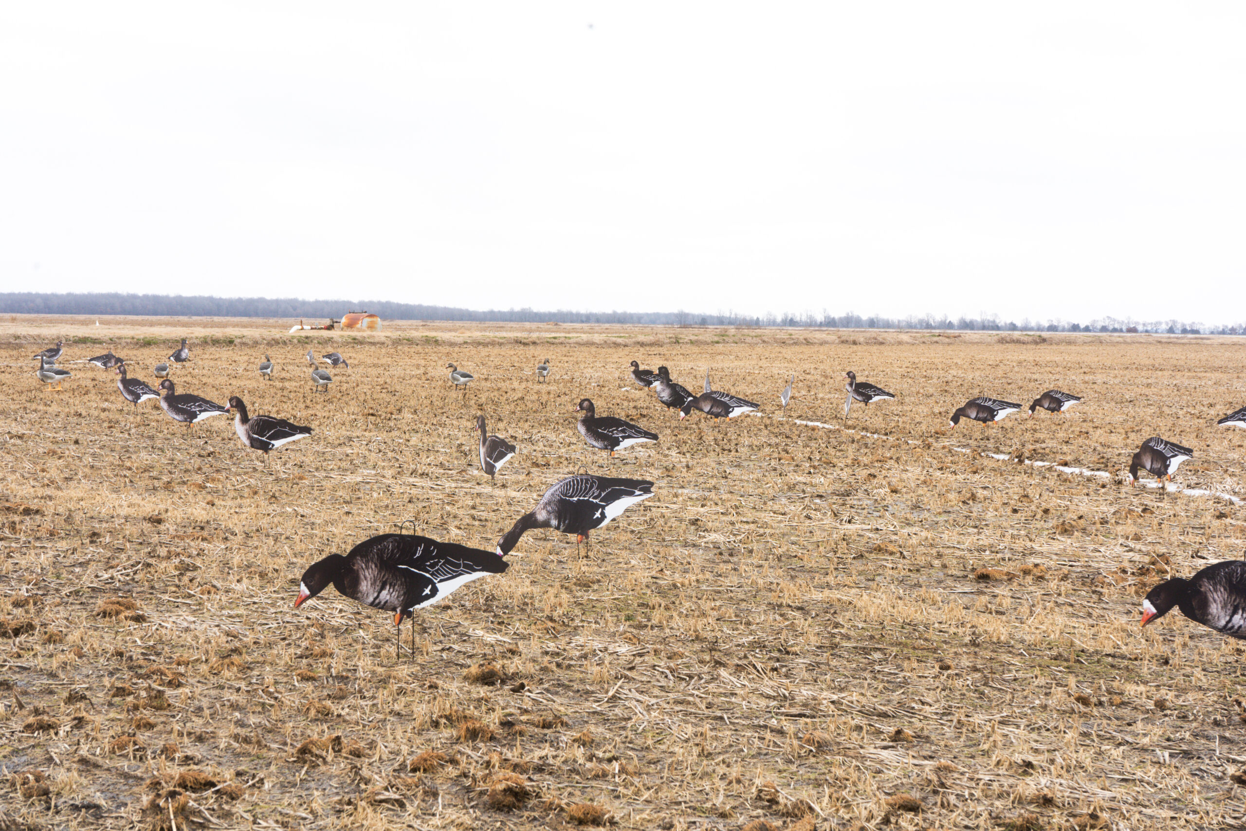 Speck Silhouettes - Image 5