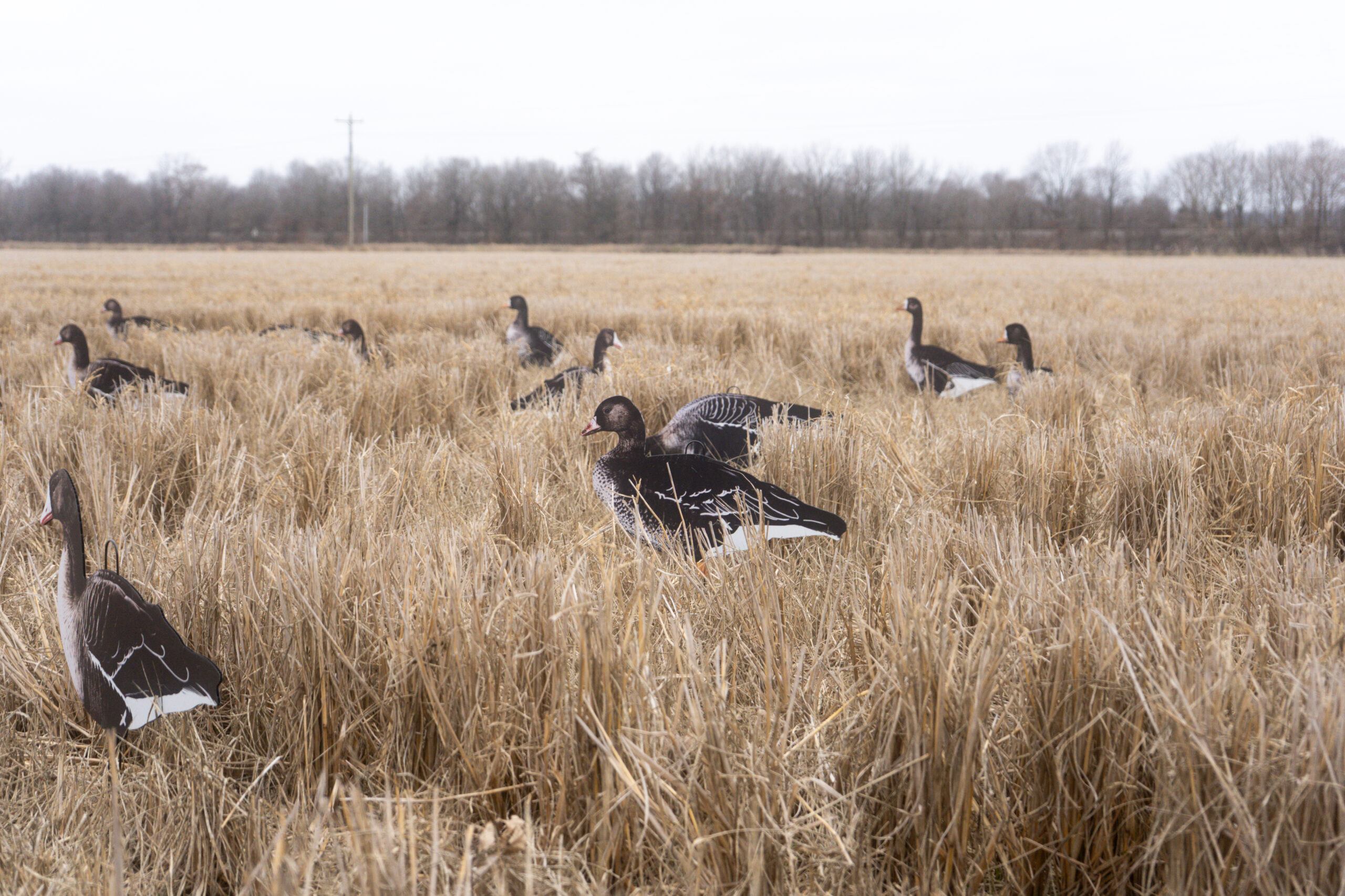Speck Silhouettes - Image 6